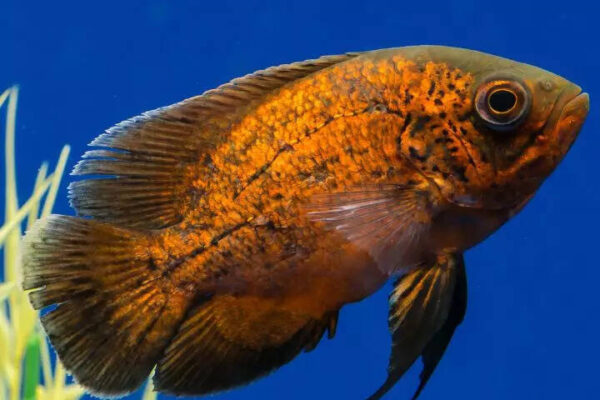 8 beautiful and intelligent aquarium fish NOT for beginners— only experts should handle
